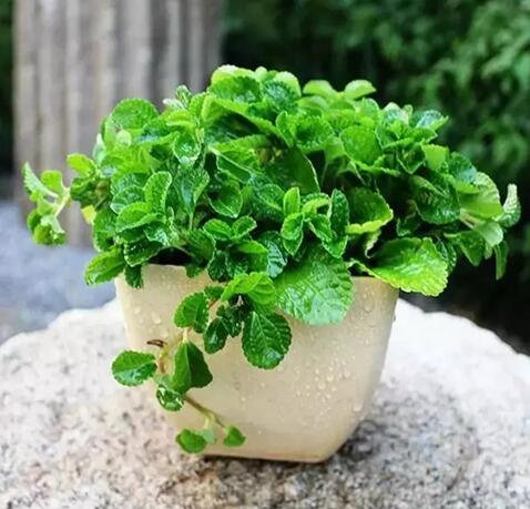 天氣溫和了，家里可以添點(diǎn)綠植了 北京昌平CAD培訓(xùn)班